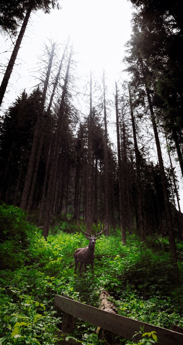 Tall pine trees in a dark forest with light on the forest floor