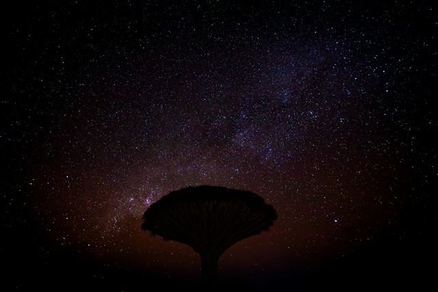 A dragon blood tree in silhouette against the Milky Way